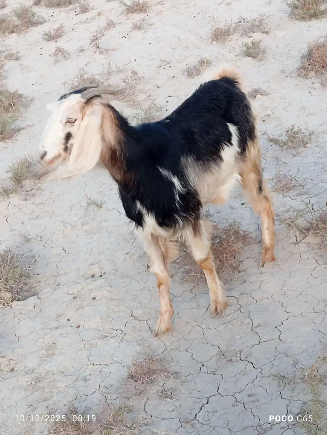 فروش 20راس کولار بز|حیوانات مزرعه|ارد, |دیوار