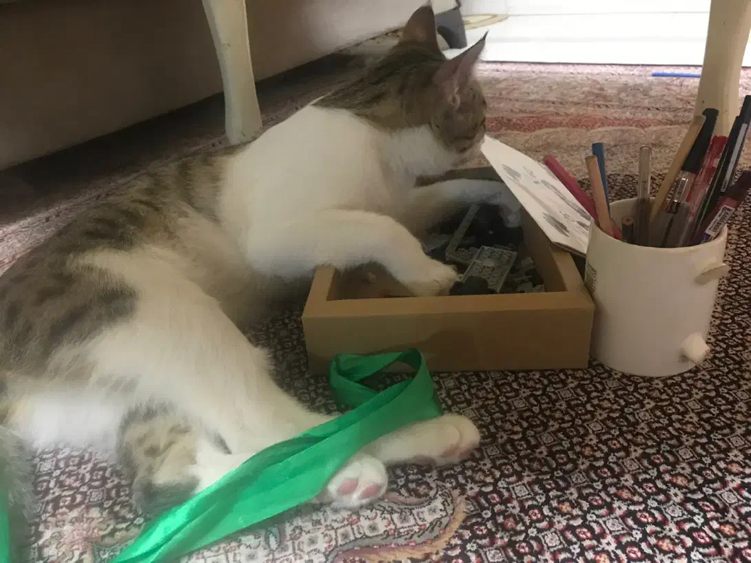 گربه گمشده|گربه|ارومیه, |دیوار