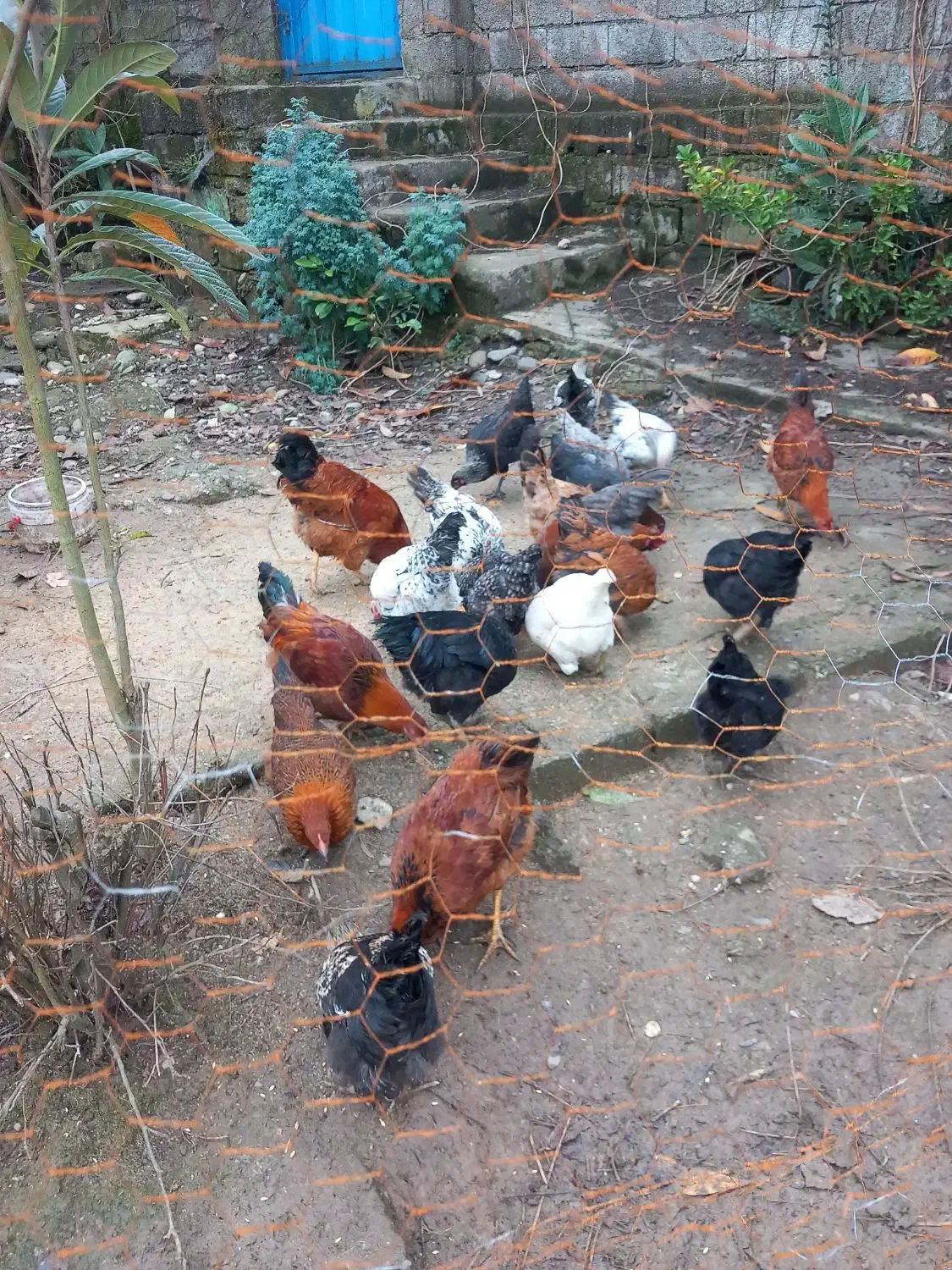 مرغ خروس نیمچه|حیوانات مزرعه|کلاچای, |دیوار