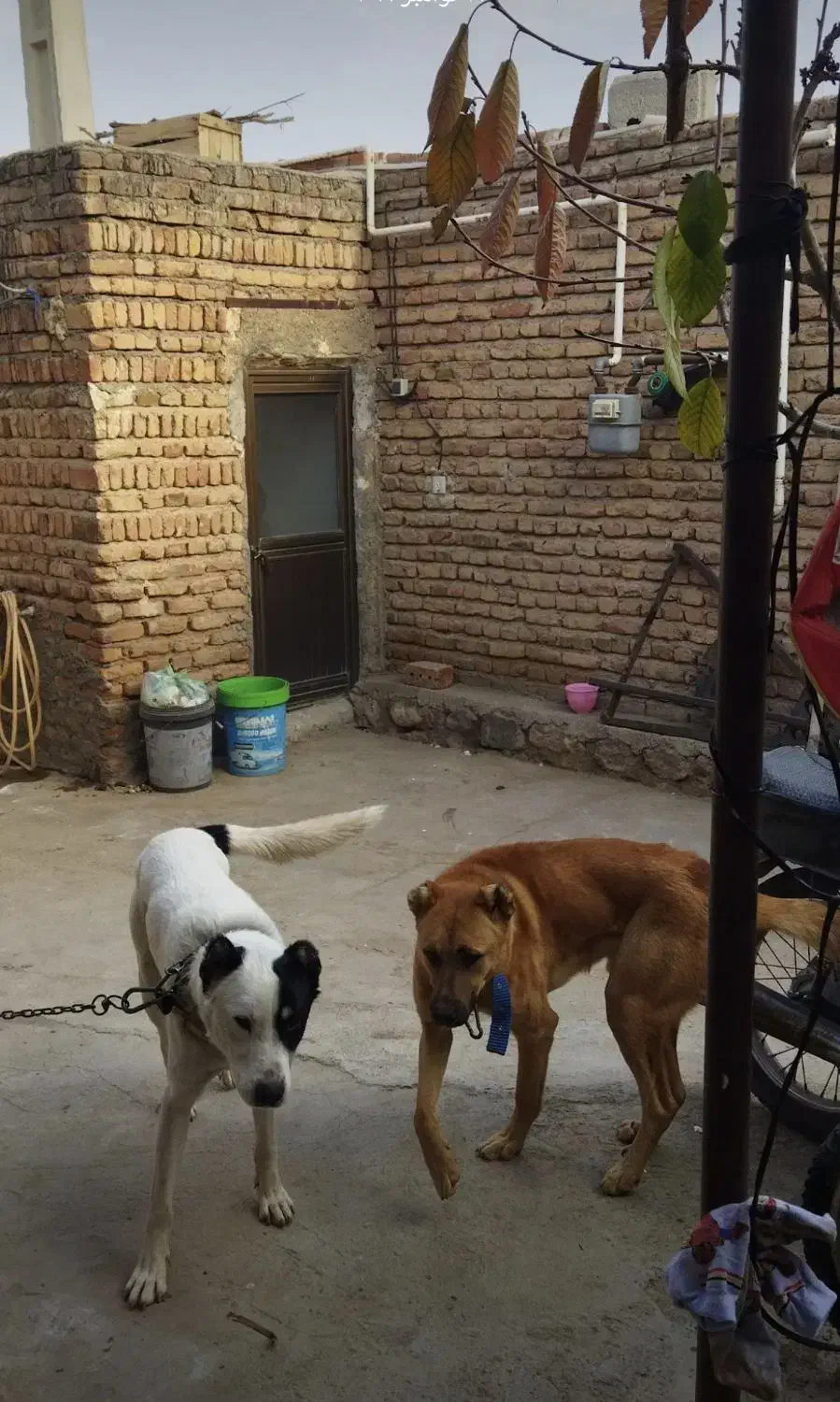 سگ نگهبان|سگ|خسروشاه, |دیوار