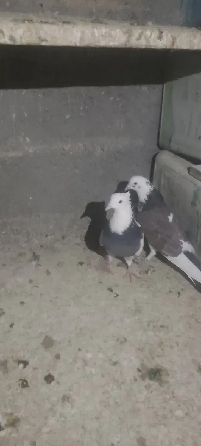 فروش ب دلیل زیادشدن|پرنده|فولادشهر, A6|دیوار