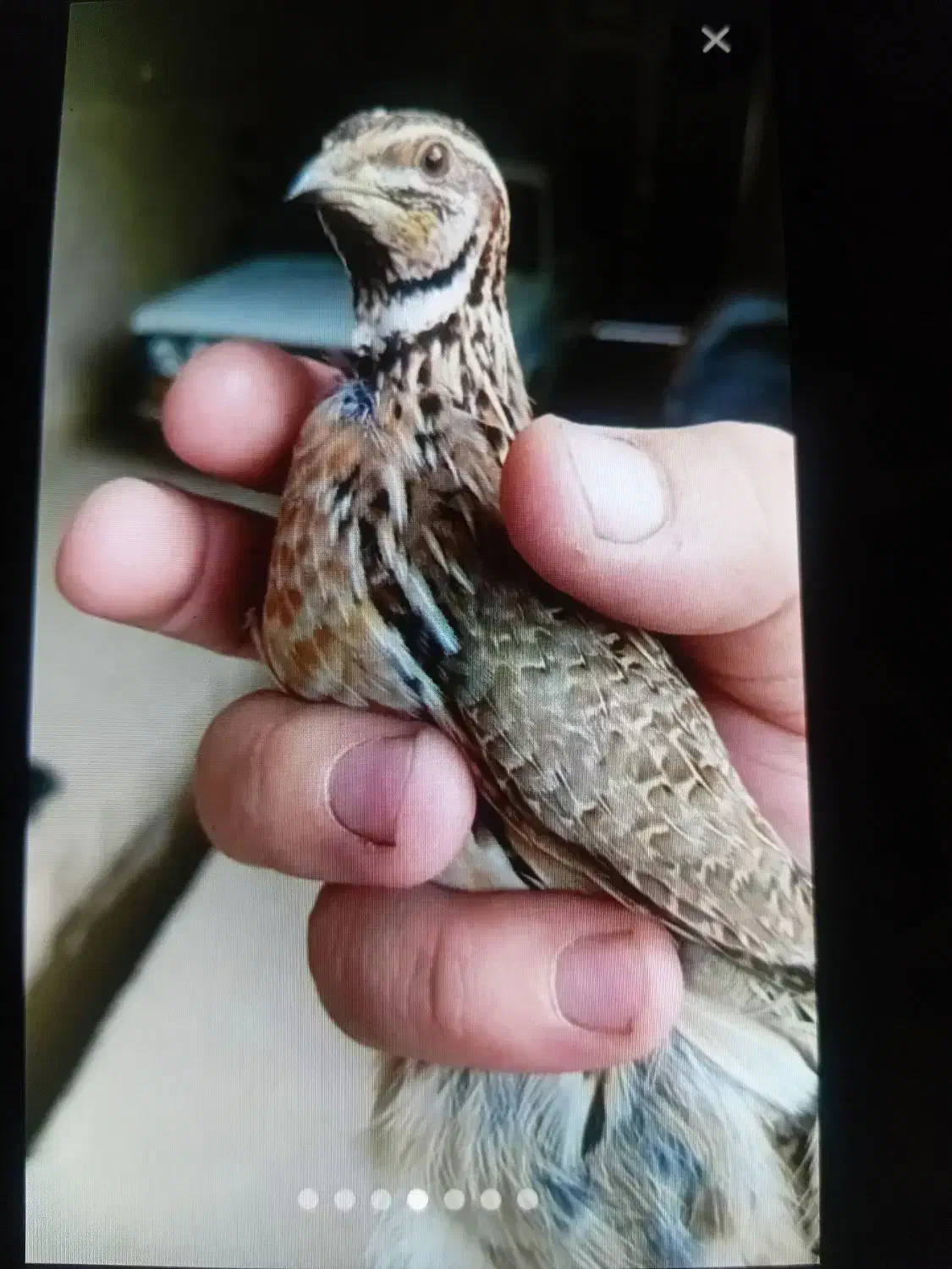 بدبده بخون صحرایی|پرنده|دره رود, |دیوار