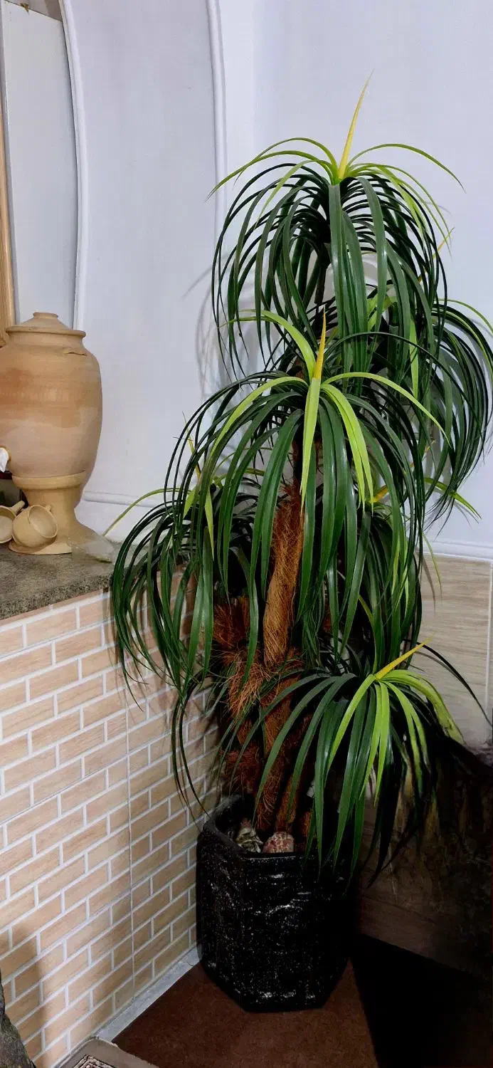 درختچه کاملا سالم با گلدان هر دو با هم ۵۰۰۰۰۰۰|گل مصنوعی|شیراز, دشت چنار|دیوار