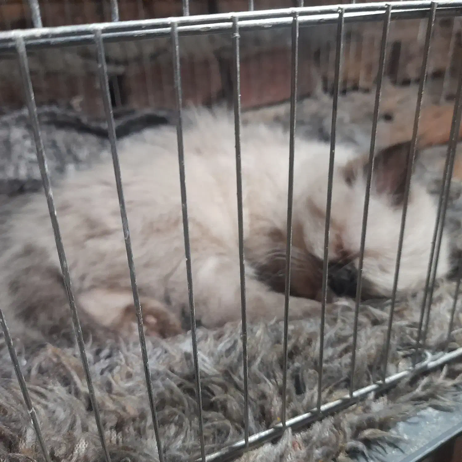 گربه هیمالین|گربه|کرمانشاه, |دیوار