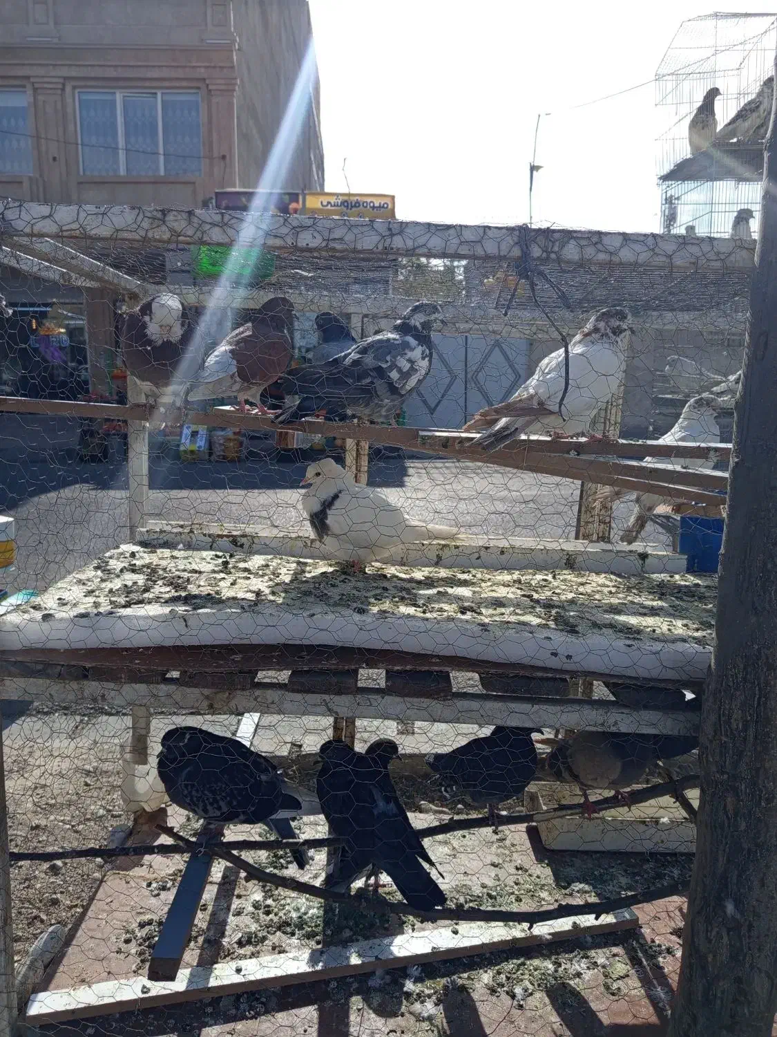 کبوتر همه رقم حراجی جمعه|پرنده|فردیس, شهرک شهید حسینی|دیوار