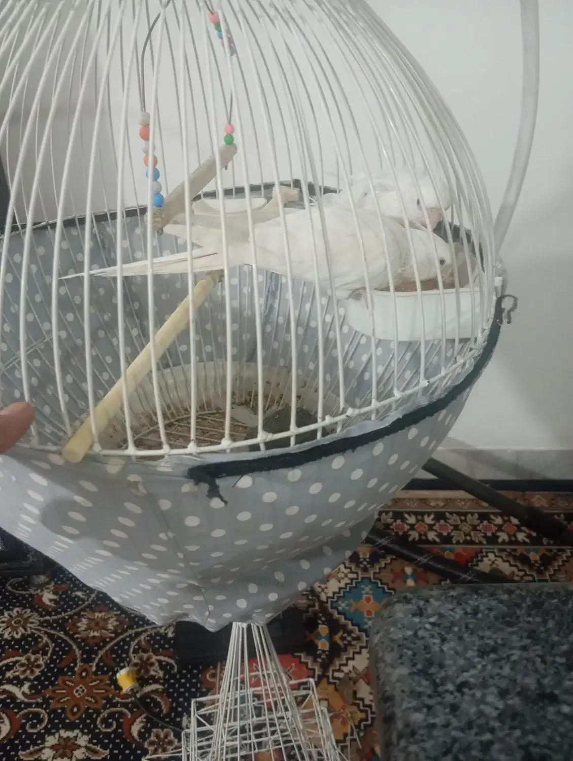 یک جفت عروس هلندی آلبینوسخن گو|پرنده|ماهدشت, |دیوار