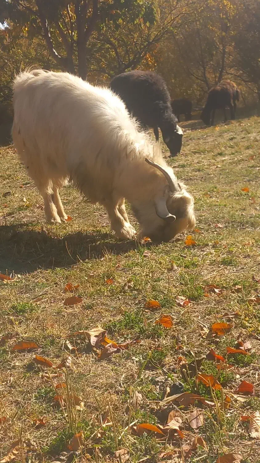 بزغاله چاق|حیوانات مزرعه|ازنا, |دیوار