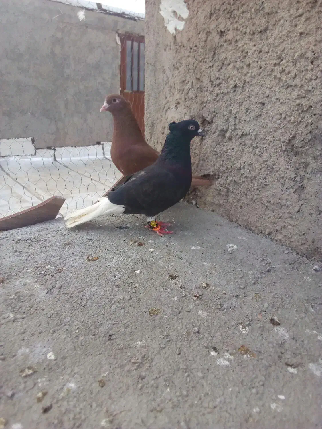 کفتر|پرنده|قائن, |دیوار