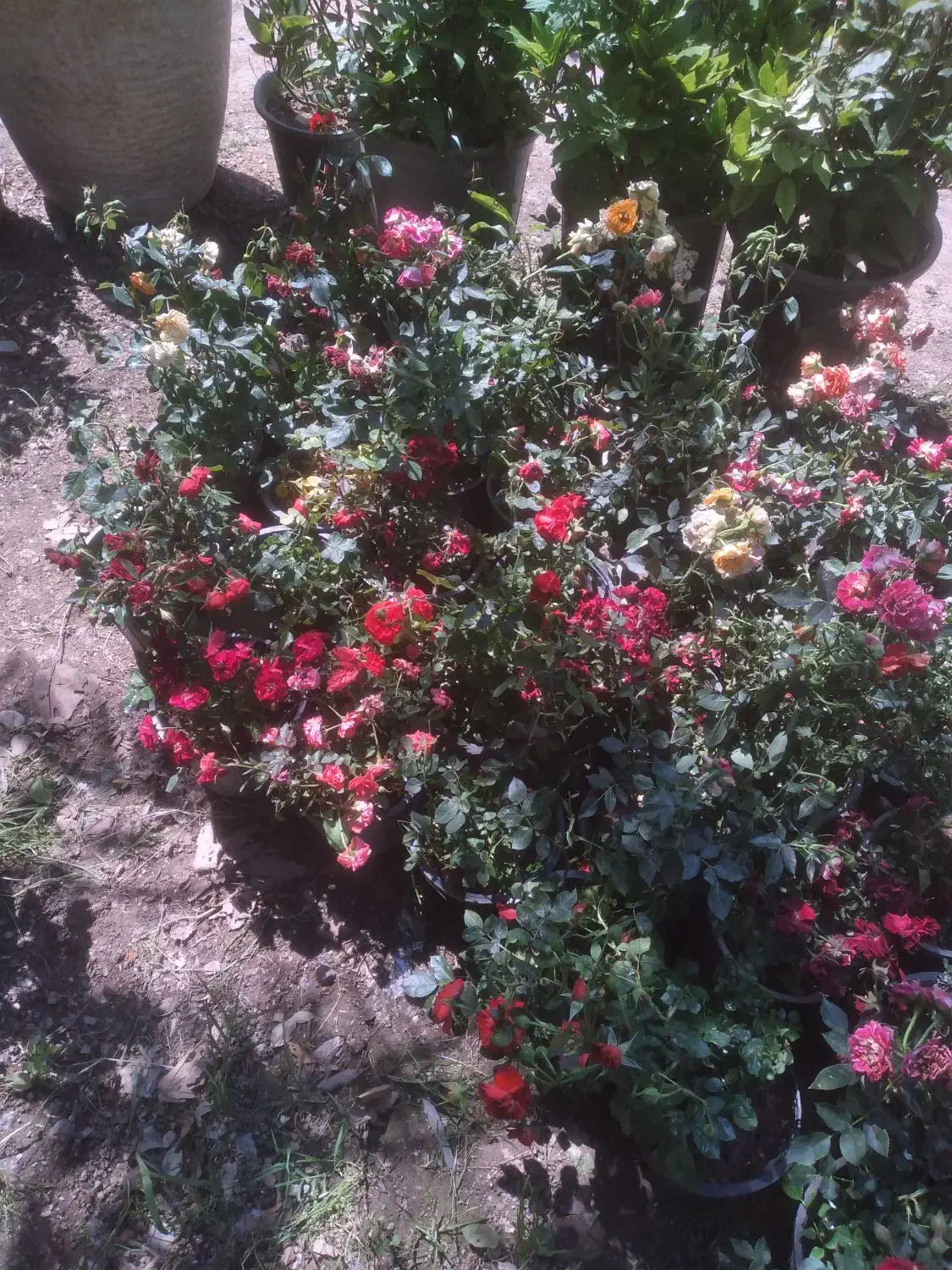 درختکاری هرس کاری کود دهی سمپاشی و ...|خدمات باغبانی و درختکاری|تهران, جنت‌آباد جنوبی|دیوار