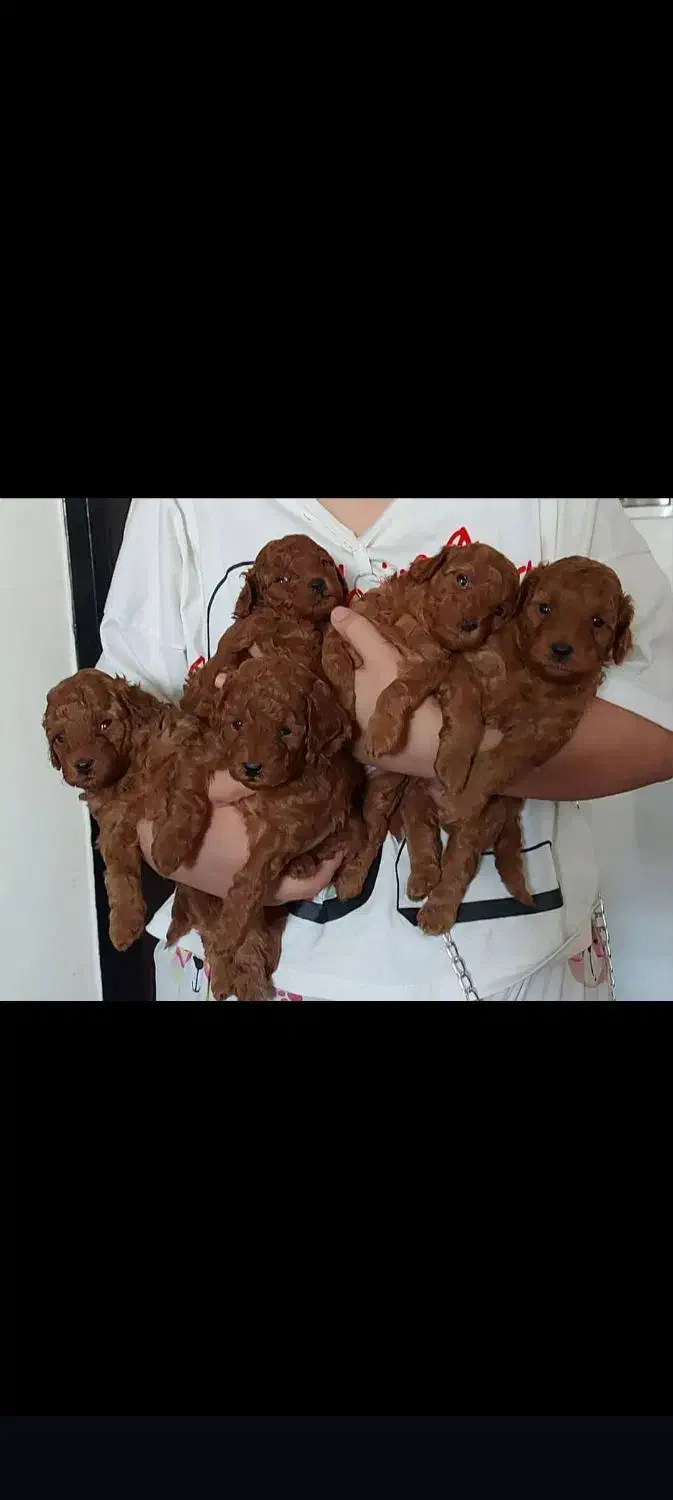 توی پودل اورجینال|سگ|شهریار, شهریار|دیوار