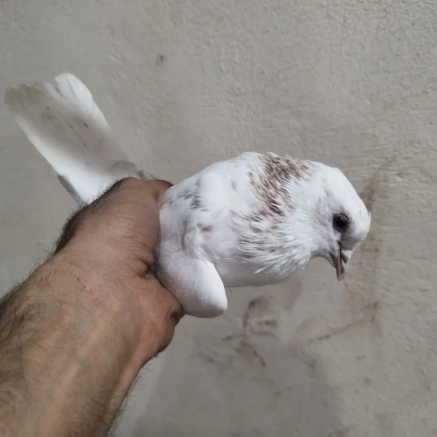 کبوتر|پرنده|هشتگرد, تهران دشت|دیوار