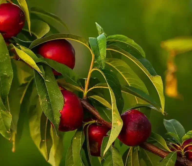 پیشفروش نهال شلیل رفعتی|خدمات باغبانی و درختکاری|بومهن, |دیوار