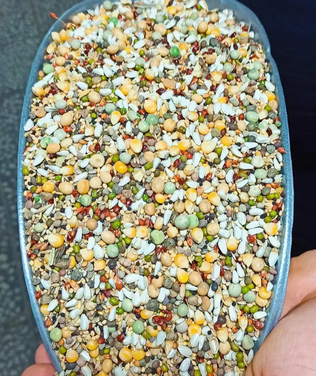 کود کبوتر|گل و گیاه طبیعی|فهرج, |دیوار