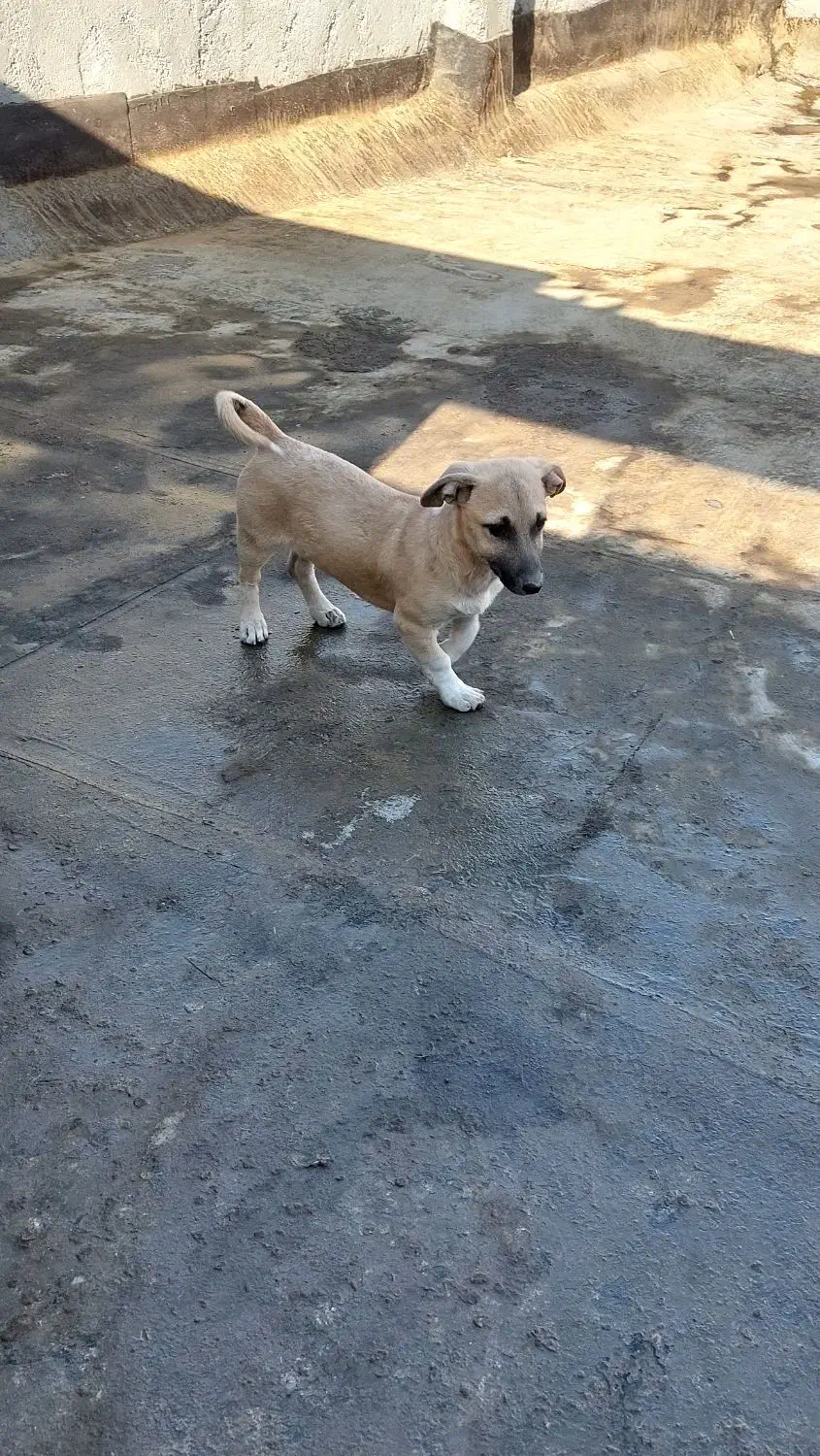 سگ پاپی|سگ|مشهد, انصار|دیوار