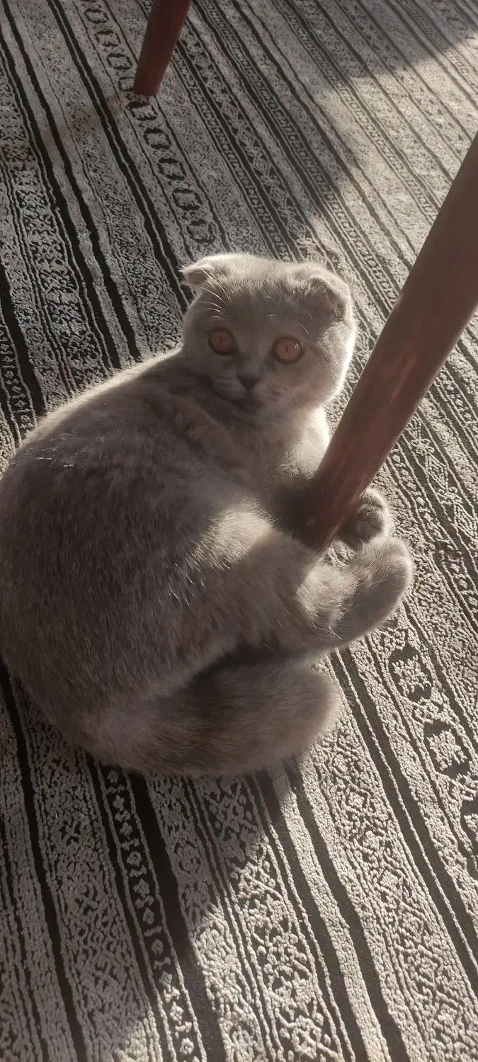 گربه اسکاتیش|گربه|بابلسر, |دیوار