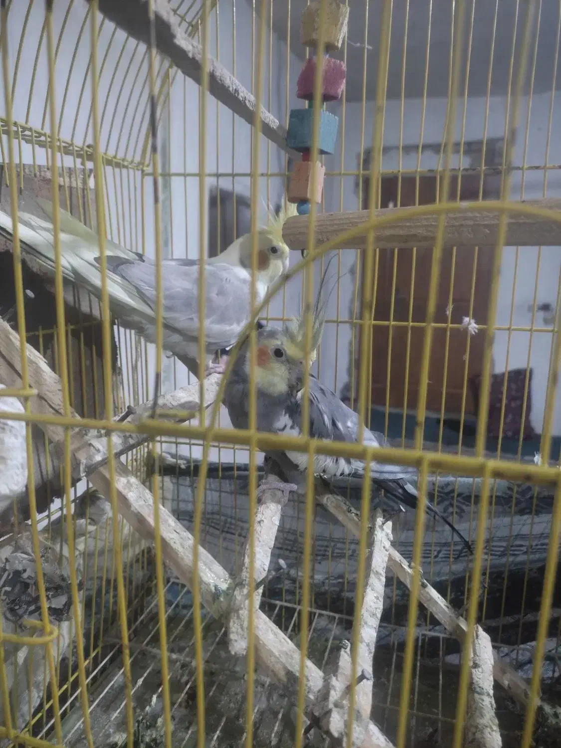 عروس هلندی مولد|پرنده|گرگان, |دیوار