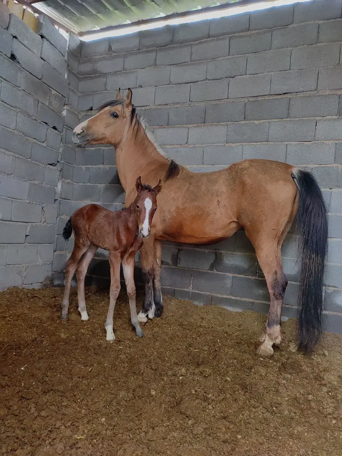 اسب|اسب و تجهیزات اسب‌سواری|شهرضا, |دیوار