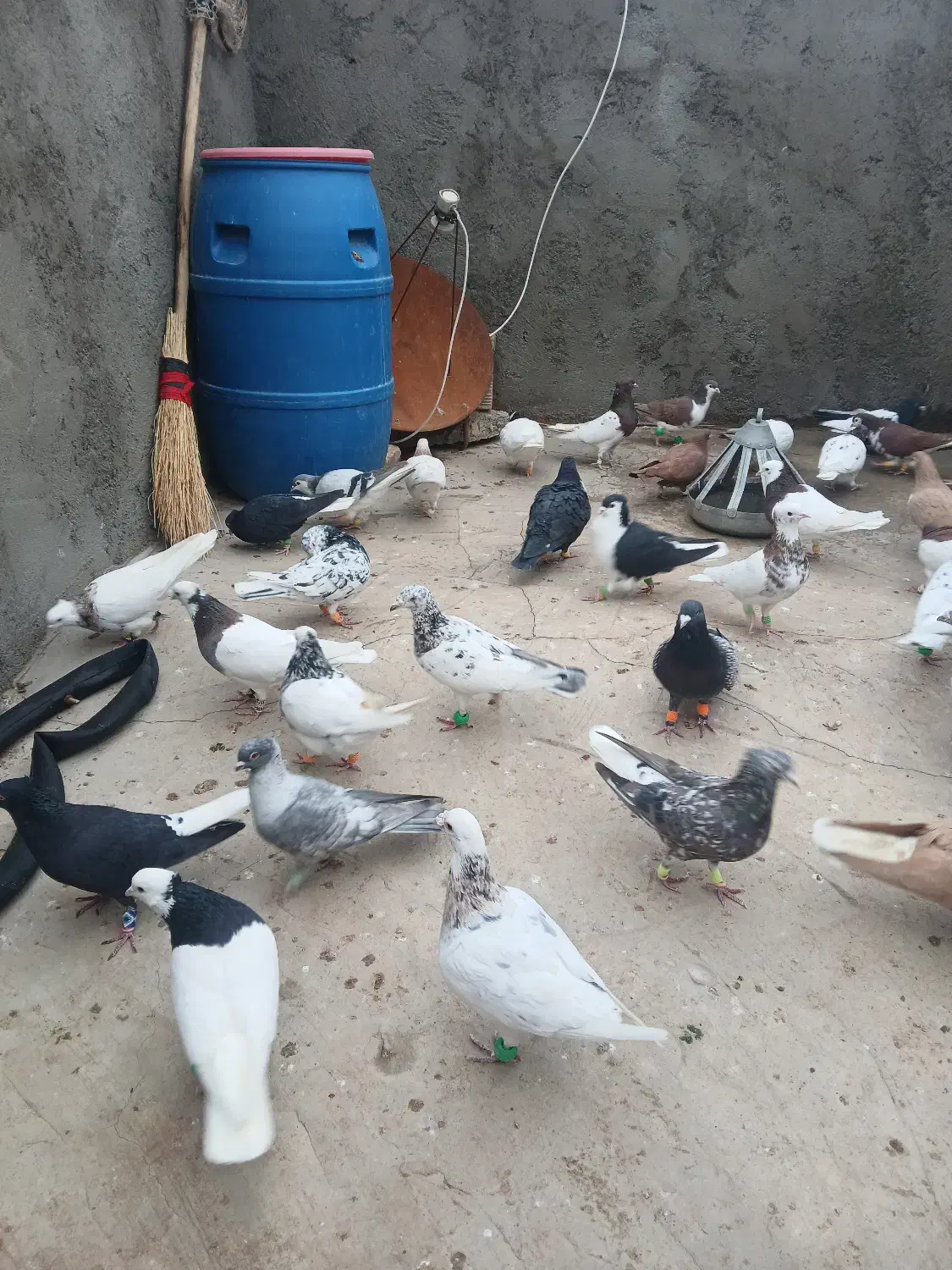 کبوتر رنگی|پرنده|مشهد, آیت الله خامنه‌ای|دیوار