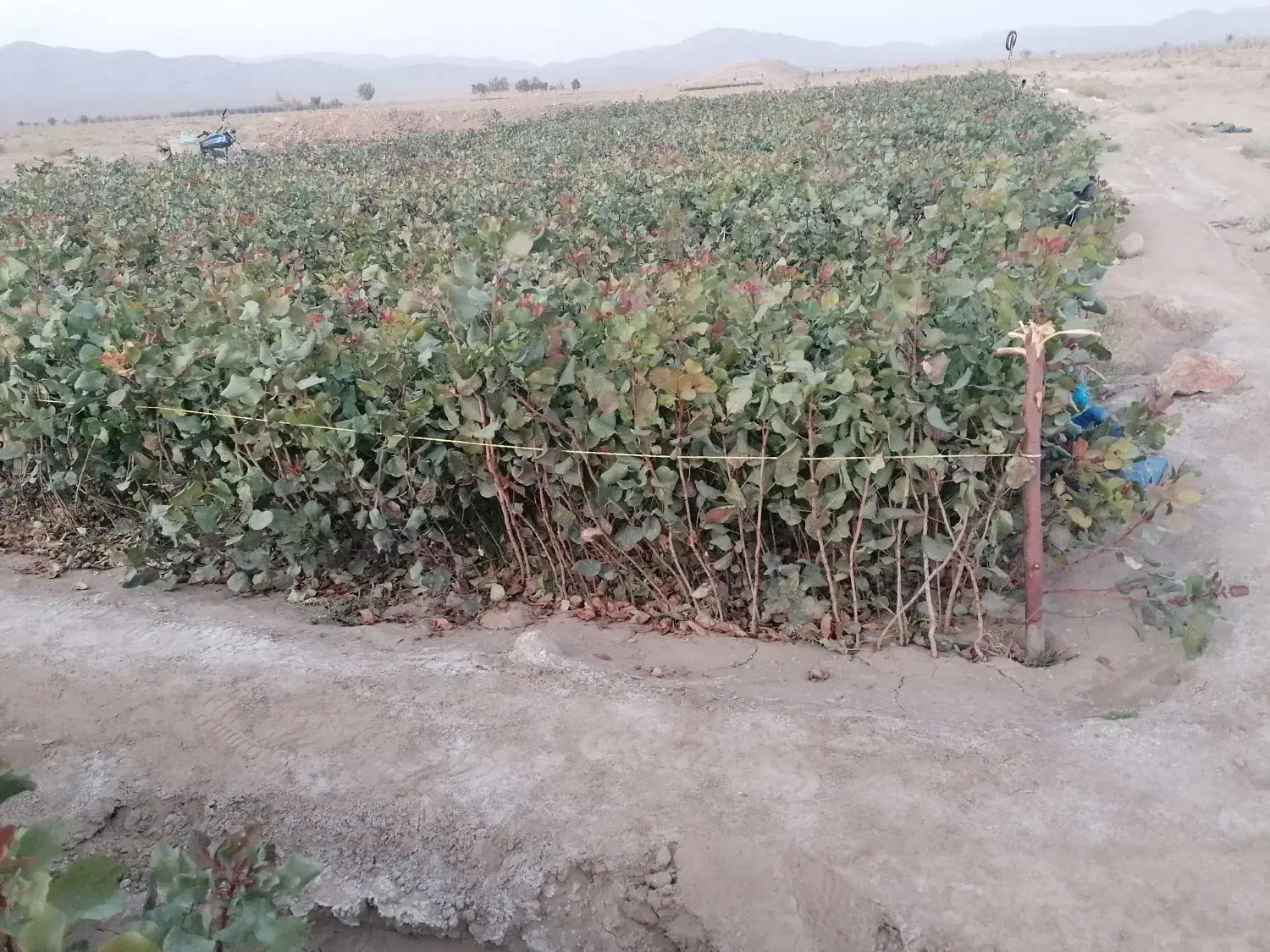 فروش نهال پسته|خدمات باغبانی و درختکاری|حنا, |دیوار