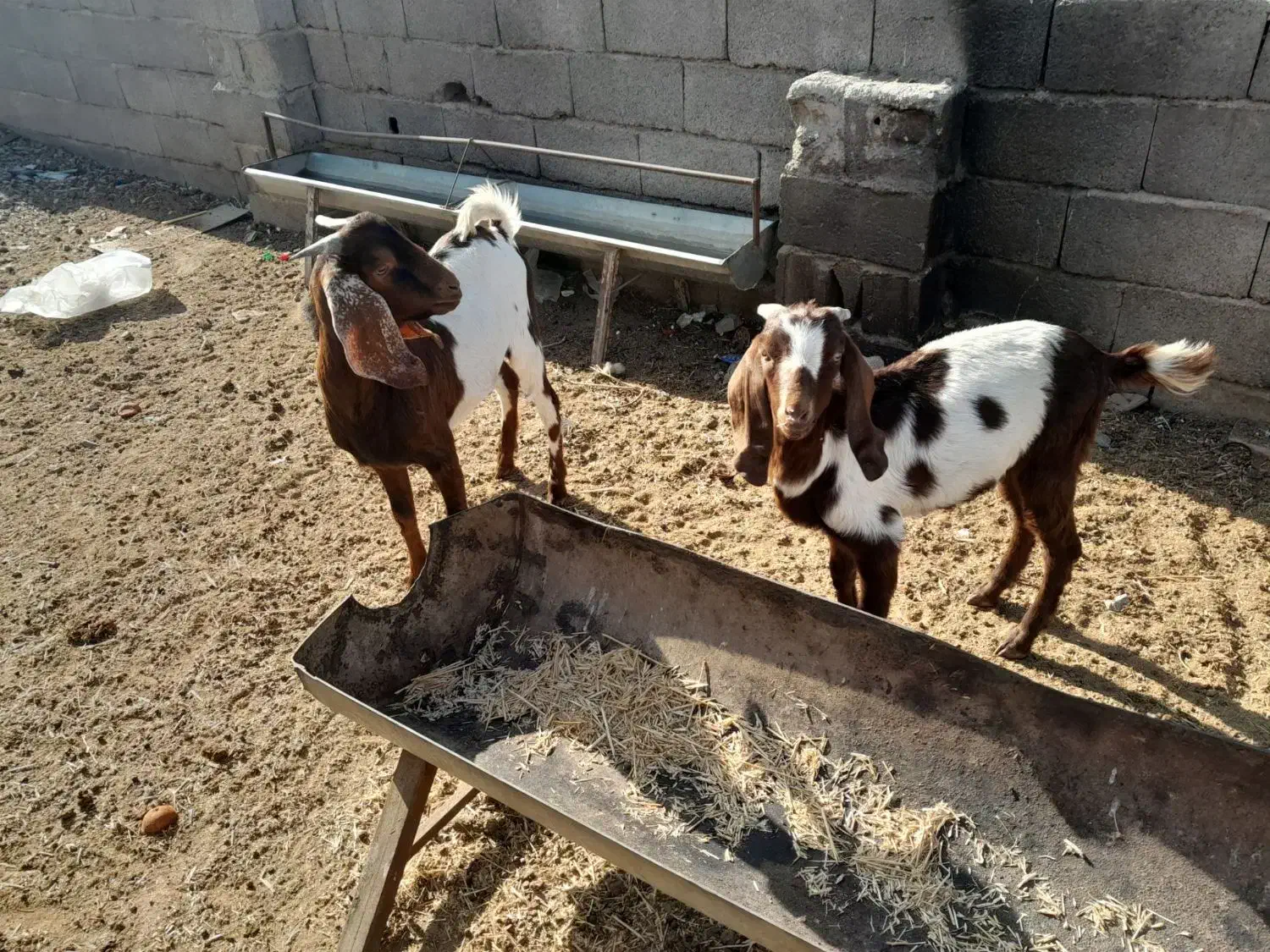 2 عدد بزغاله نر و یک بره نرینه|حیوانات مزرعه|مشهد, فریزی|دیوار