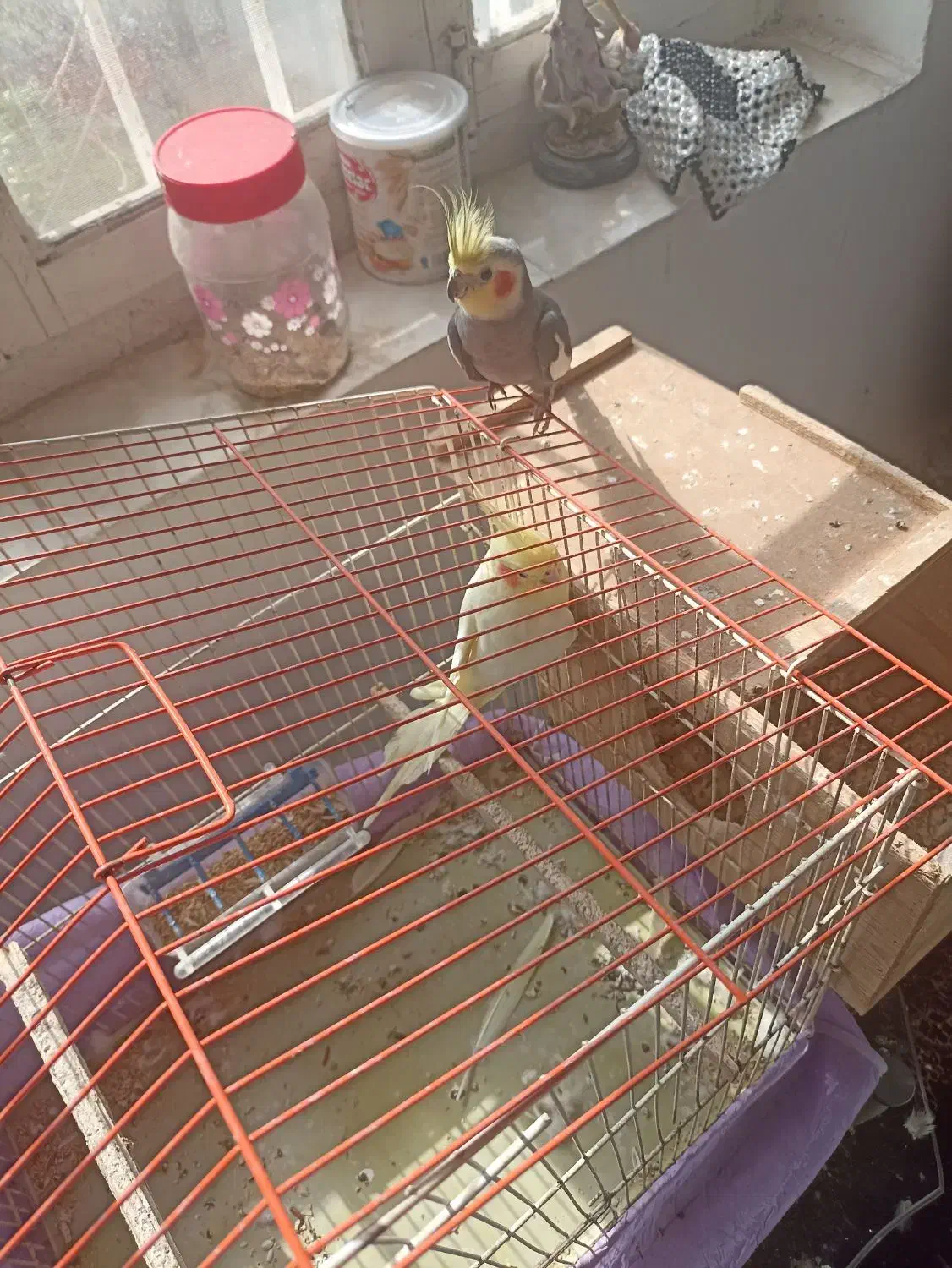 عروس هلندی|پرنده|رامسر, |دیوار