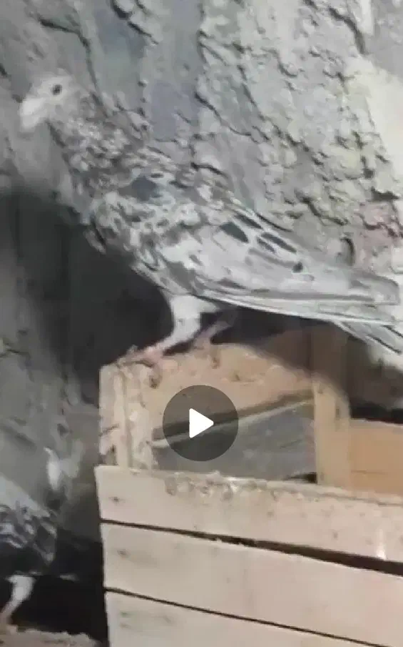 کبوتر سرور نامور|پرنده|دلبران, |دیوار