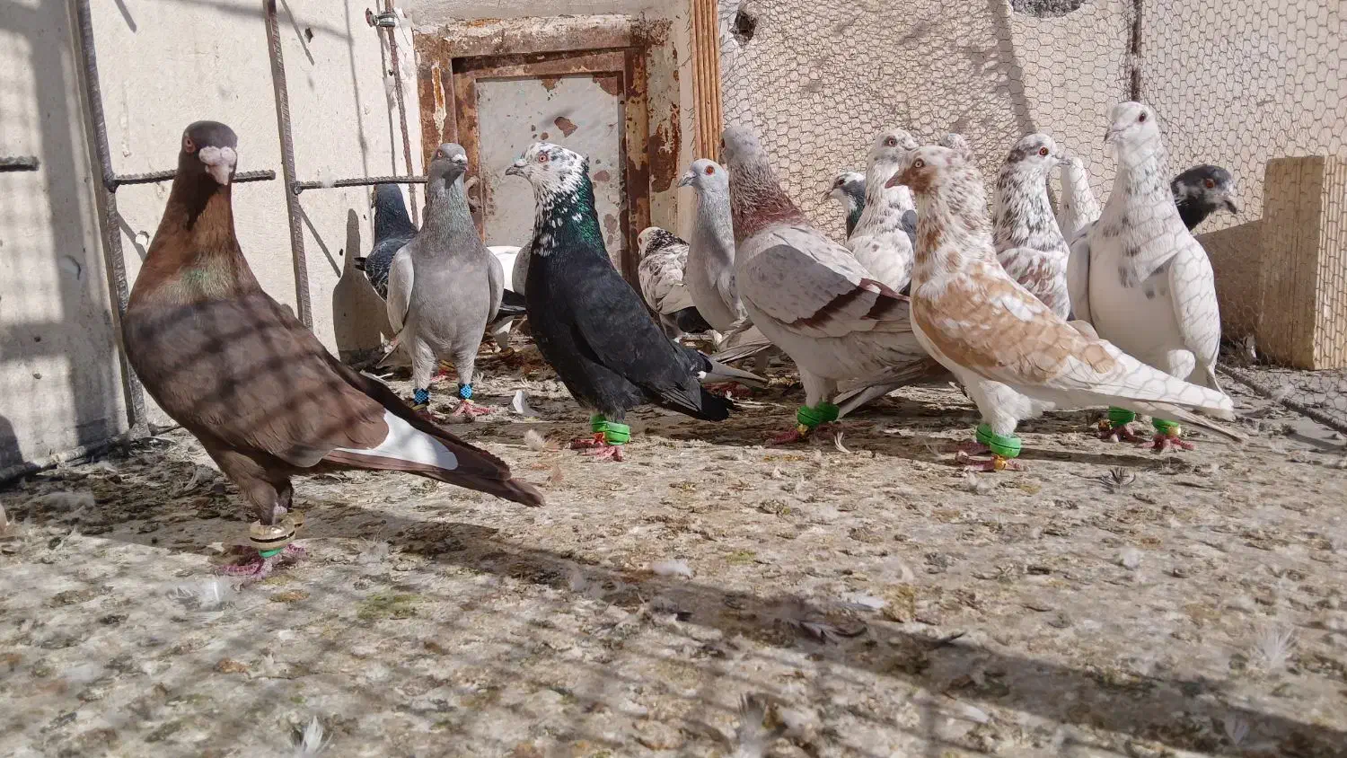 کفترپرشی|پرنده|نیشابور, مبارکه|دیوار