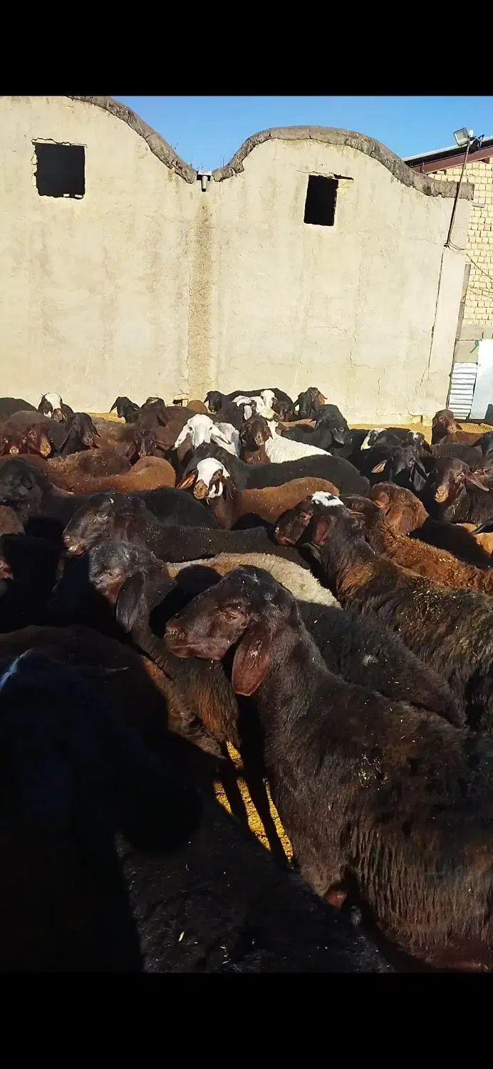 بره نر درجه یک جفتی 110کیلو|حیوانات مزرعه|خنجین, |دیوار