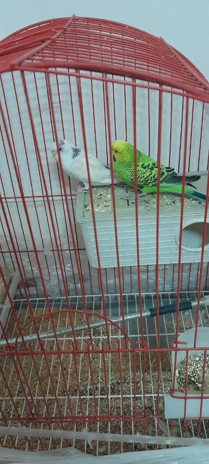 دوعددمرغ عشق نرو ماده|پرنده|پاکدشت, خاتون آباد|دیوار