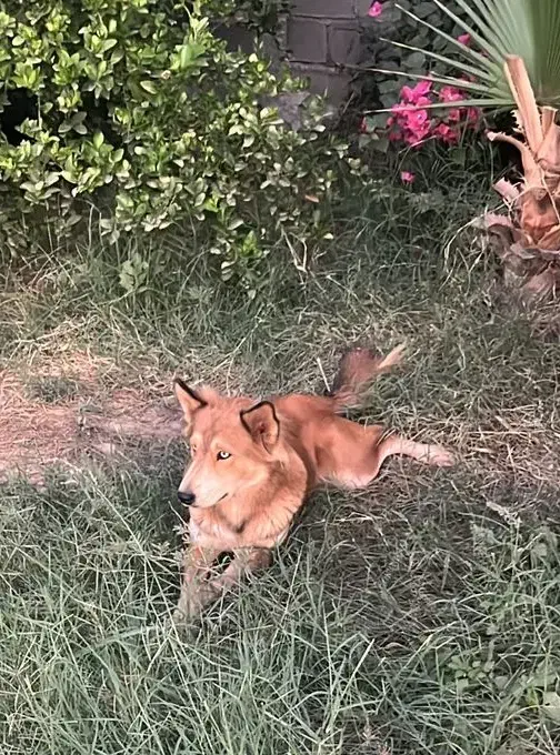 واگذاری|سگ|اهواز, آریاشهر|دیوار