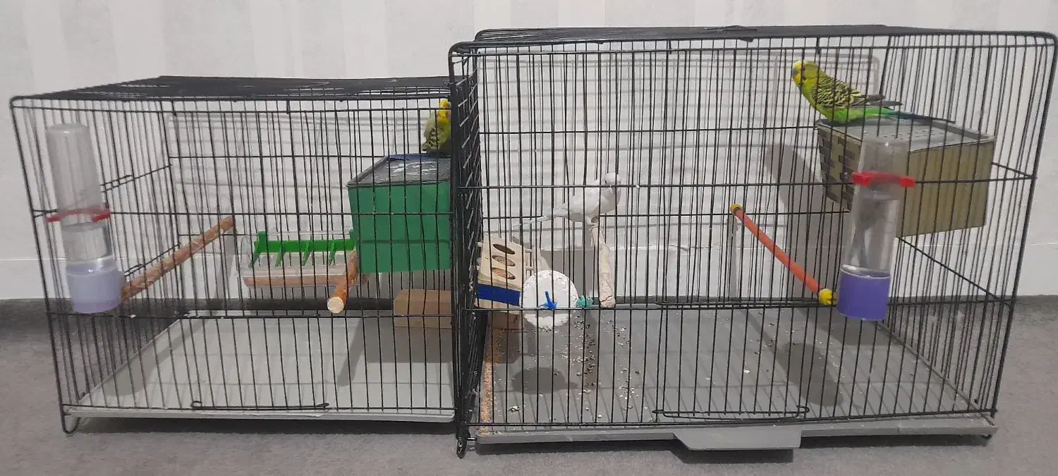 مرغ عشق . طوطی برزیلی . قفس|پرنده|مسجد سلیمان, |دیوار