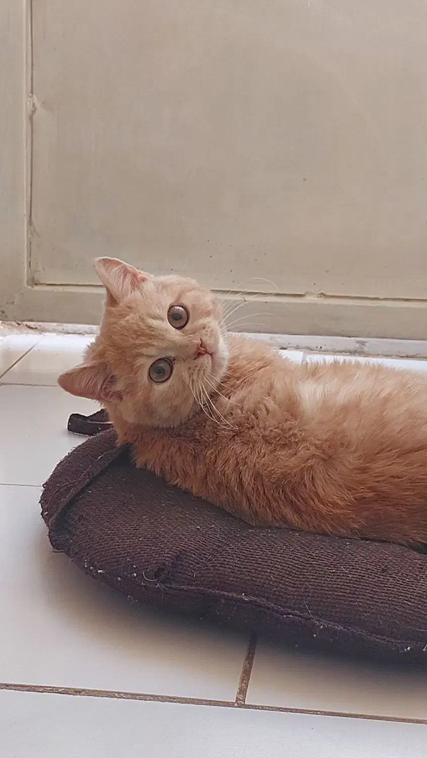 گربه|گربه|یزد, |دیوار