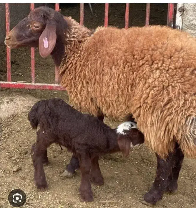 میش و بره|حیوانات مزرعه|سنندج, |دیوار