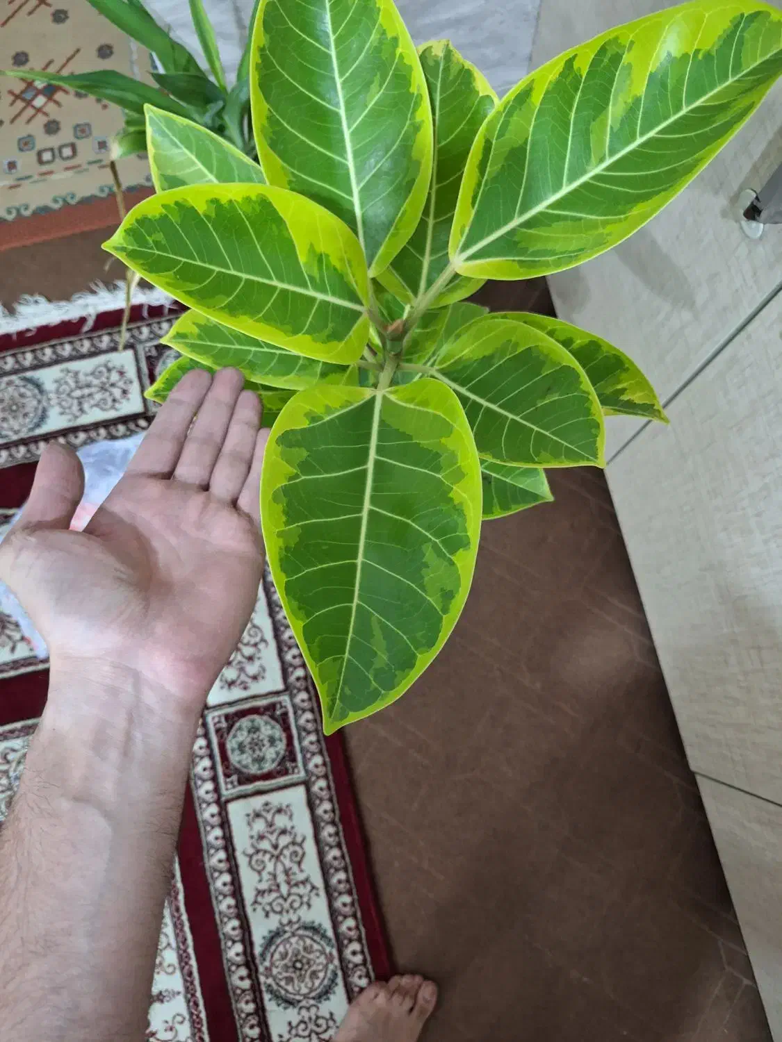 گلدان فیکوس ابلق پرتقالی|گل و گیاه طبیعی|شاهینشهر, شهرک امام رضا|دیوار