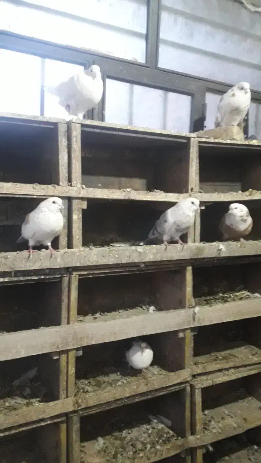 21جفت|پرنده|نیر (اردبیل), |دیوار