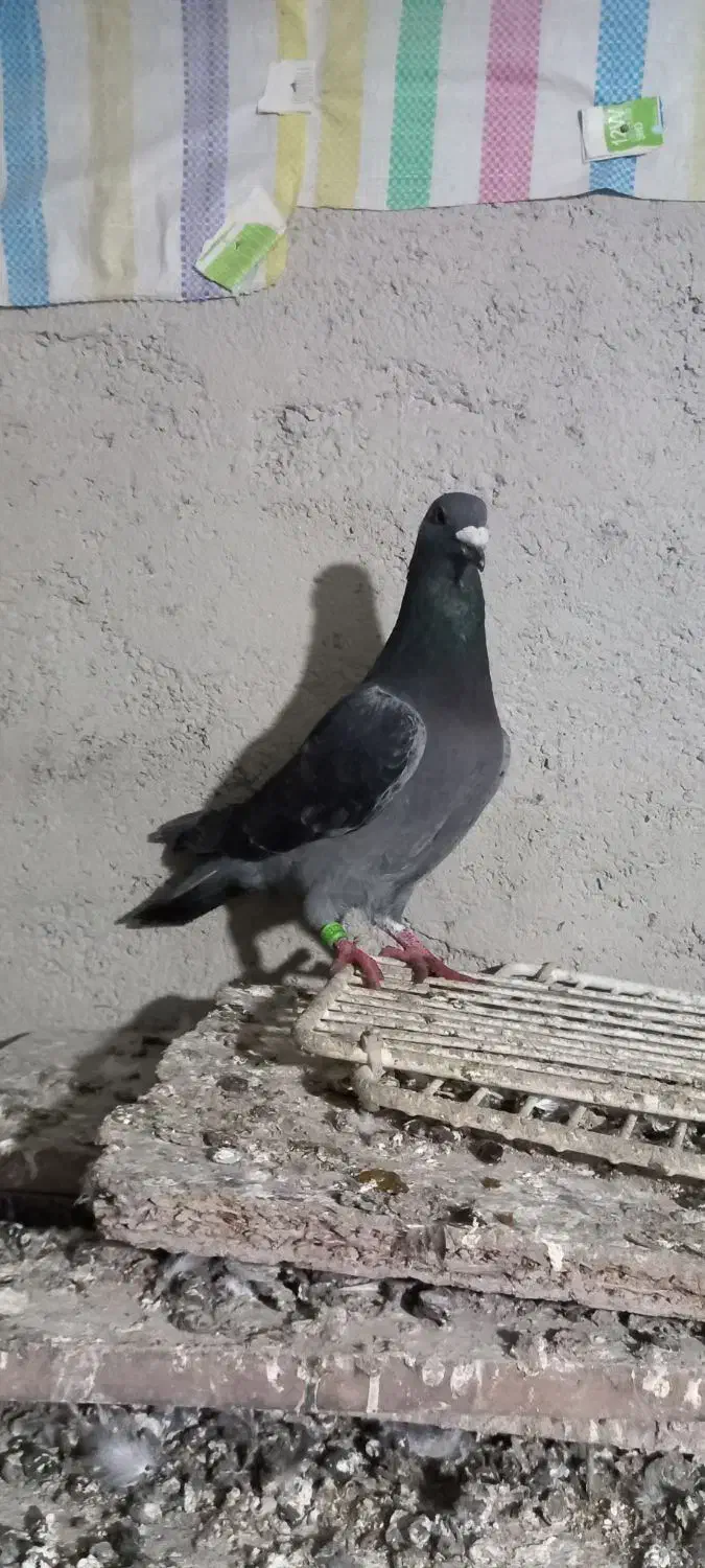 کبوتر دوبر|پرنده|اردبیل, |دیوار