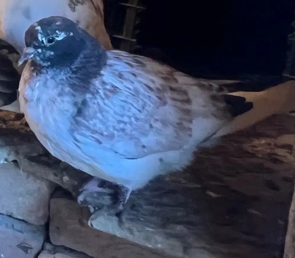 کبوتر|پرنده|قشلاق دشت, |دیوار