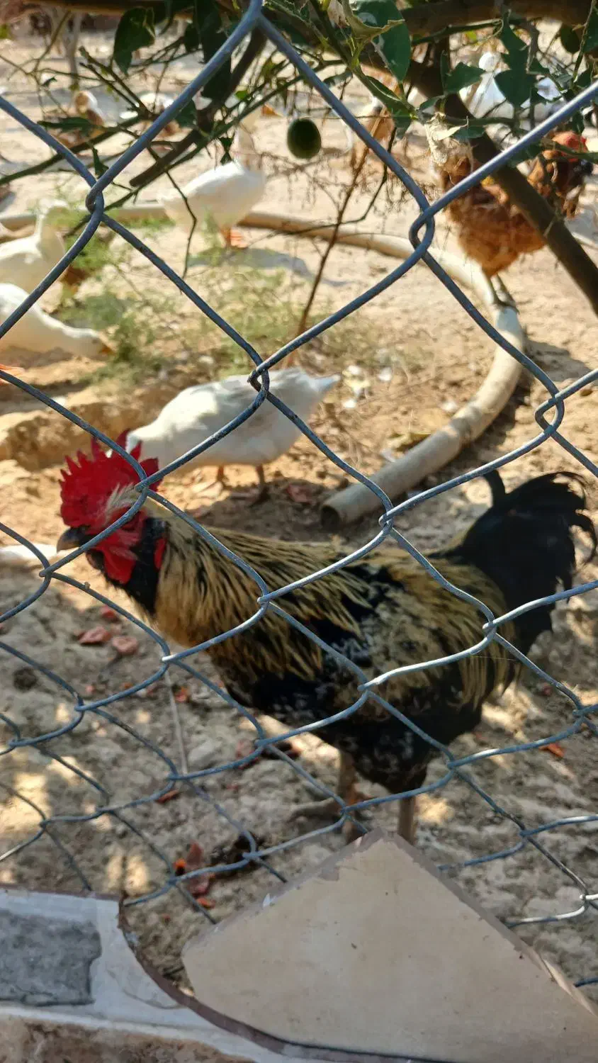 خروس دو رگ محلی|حیوانات مزرعه|بهشهر, |دیوار