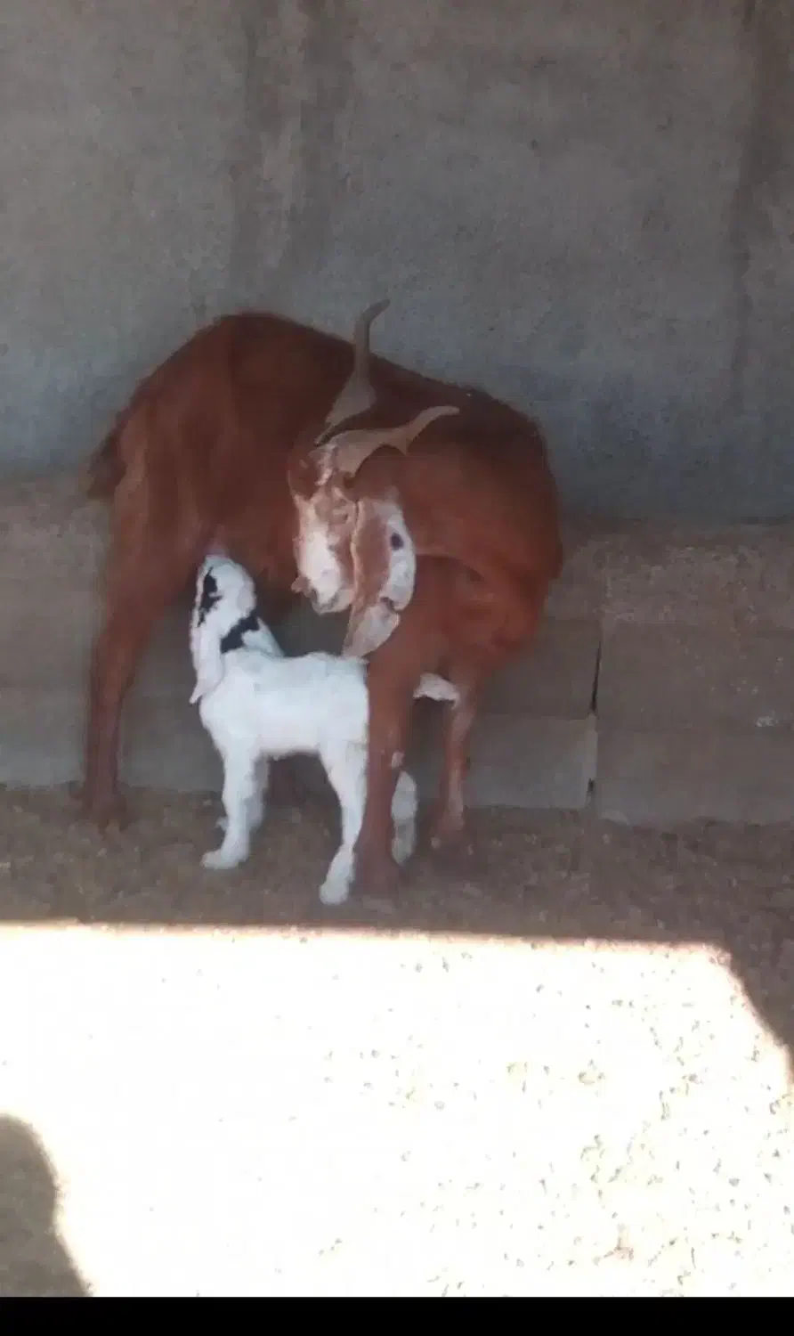 بز شکم اول تازه را با بزغاله ماده عروسک گوسفند|حیوانات مزرعه|آق قلا, |دیوار