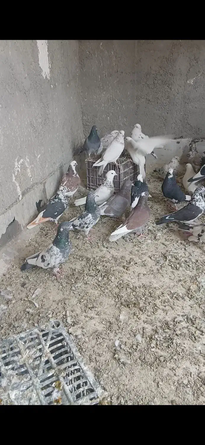 کبوتر|پرنده|گلستان (تهران), |دیوار