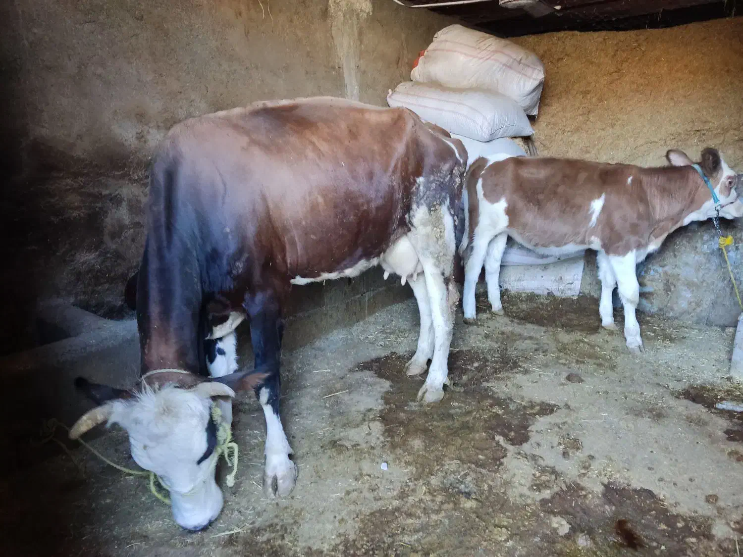 فروش یک راس گاو گوساله سیمینتال درجه یک|حیوانات مزرعه|پلدختر, |دیوار