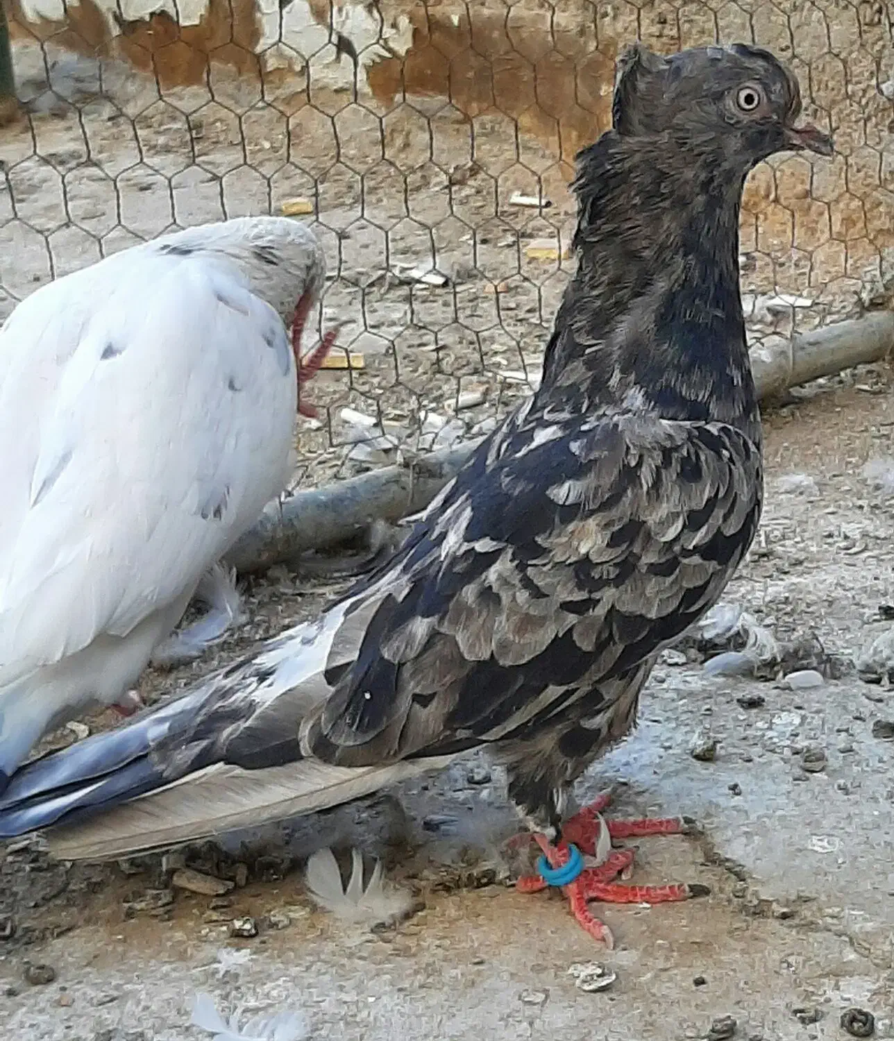 کفتر پرشی و رنگی|پرنده|قم, شاه ابراهیم|دیوار