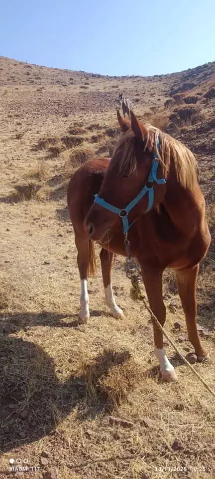 دو اسب  با خط و خونی بالا و شجره دار  فروشی|اسب و تجهیزات اسب‌سواری|نظرآباد, نظرآباد|دیوار