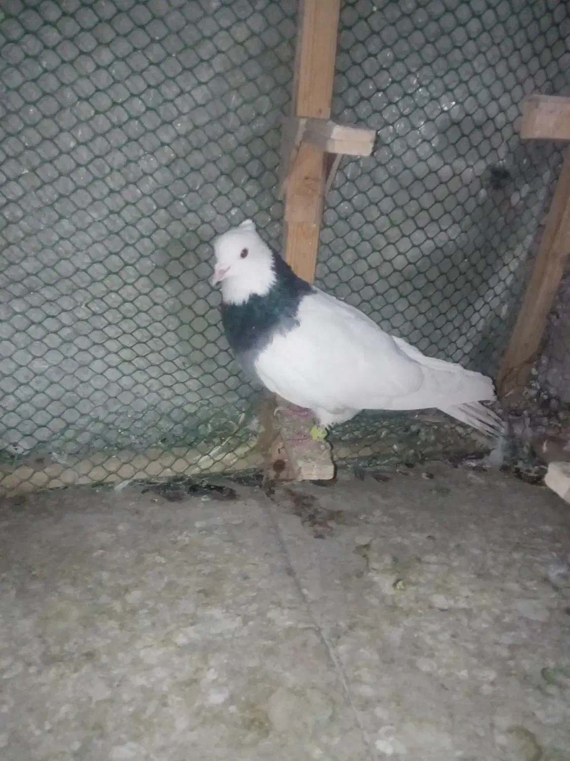 کله هما پرشی و طوقی|پرنده|سبزوار, ولیعصر (نجار آباد)|دیوار