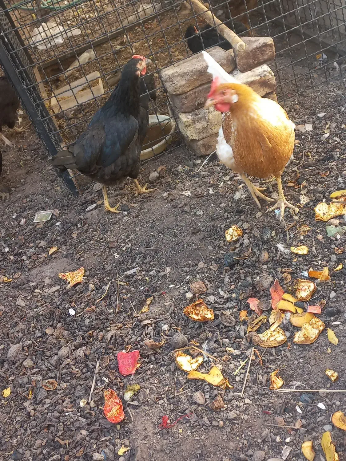 مرغ و خروس رسمی|حیوانات مزرعه|یزد, |دیوار