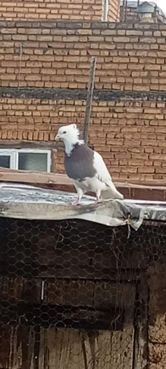 کبوتر|پرنده|تبریز, |دیوار