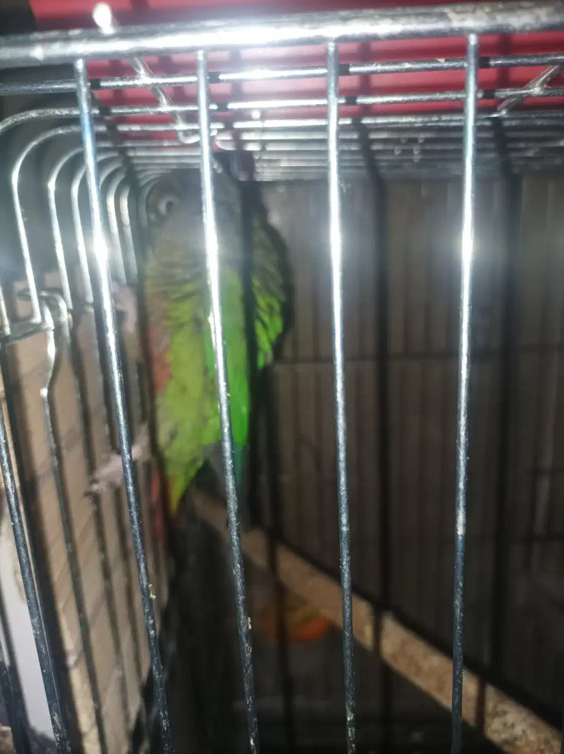 گیرینچیک|پرنده|رباطکریم, رباطکریم|دیوار