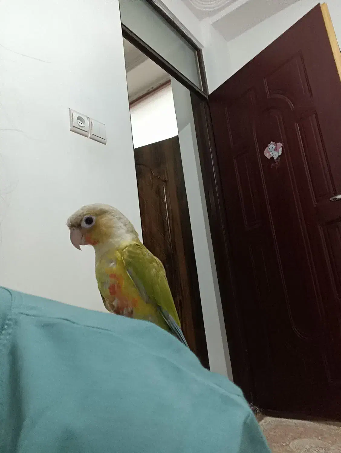 طوطی گیرینجیک|پرنده|نوشین شهر, |دیوار