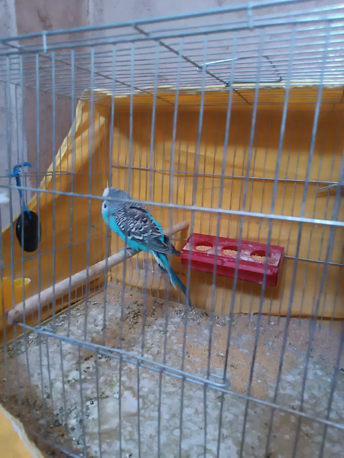 جفت مرغ عشق و یک کوتوله|پرنده|ماهان, |دیوار