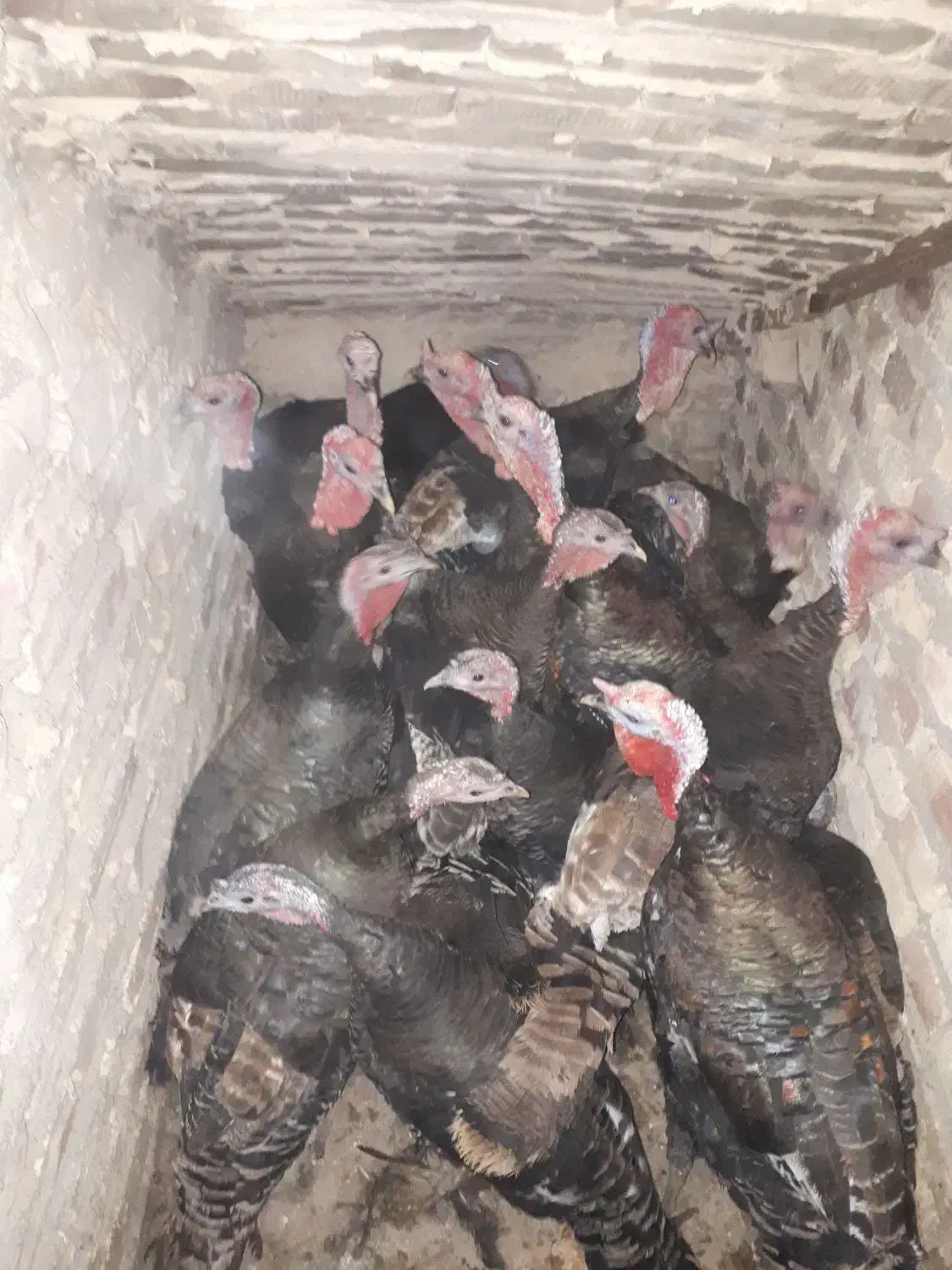 حیوانات|حیوانات مزرعه|جوادآباد, |دیوار